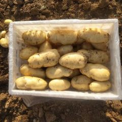 肥城荷兰十五土豆