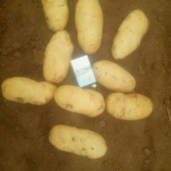 安丘土豆荷兰十五大量上市