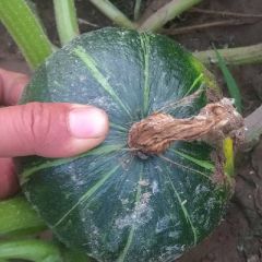 板栗南瓜，正在热销中，质量相当好