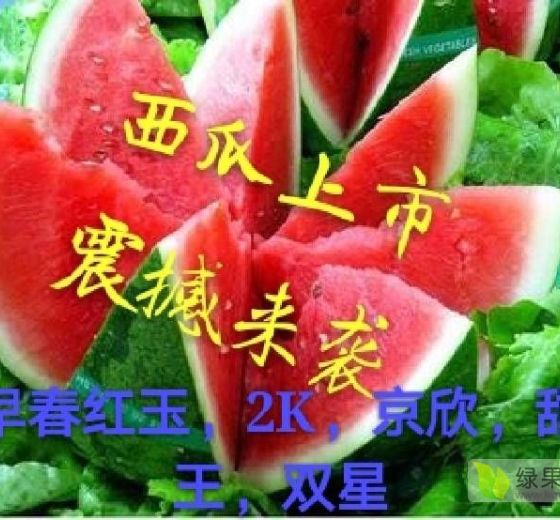 早春红玉价格