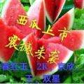 山东潍坊大量供应，甜王西瓜，京欣西瓜