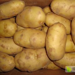 万亩土豆上市，专业代办。