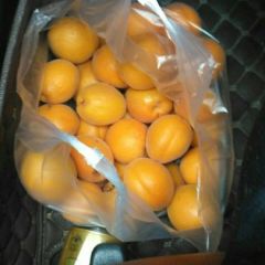 什么品种杏不知道有10亩，电话18606182008