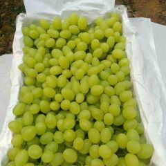 饶阳维多利亚葡萄大量成熟上市