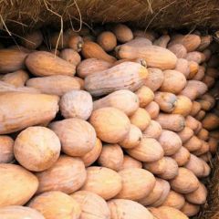 大量金韩蜜本长南瓜上市供应