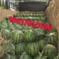 河南睢阳花皮无籽西瓜质量上乘