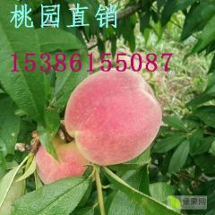 常德市汉寿县大型桃园直销
