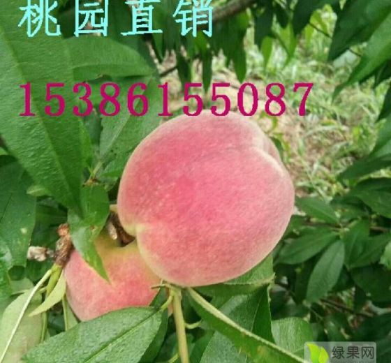 2019年湖南汉寿春雪价格