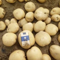 河北昌黎县中薯5号土豆，详情联系13633359755