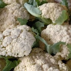 沂南县，辛集镇，房庄子市场，有机花菜