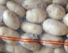 荷兰土豆大上市了，需要的联系。