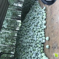 白皮吊瓜量大价格非常便宜
