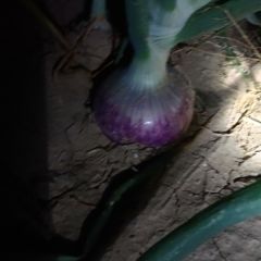 聊城二红洋葱马上上市