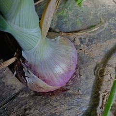 山东聊城二红洋葱