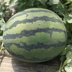 辽宁凌海冷棚西瓜陆续大量上市