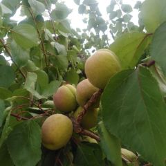 个头大，色泽光亮