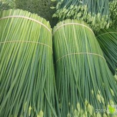 韭苔 韭菜花 韭菜 九菜