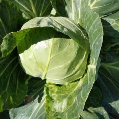 优质甘蓝大量供货中！