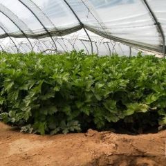 芹菜上市了欢迎各位老板前来采购