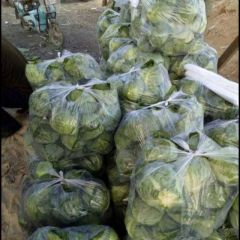河东农家 新鲜卷心包菜出货了