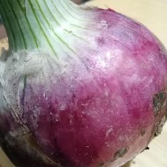 紫皮圆葱，足量供应。