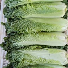 山东精品天津绿大白菜大量上市