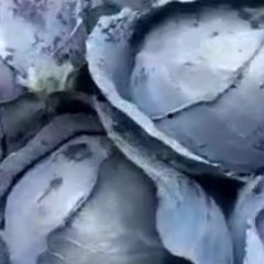 陕西三原优质紫甘蓝以大量上市