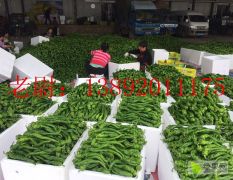 陕西省三原县：品质极佳螺丝辣椒以大量上市！