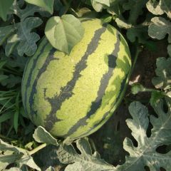 甜王。惊心，龙卷风，8424