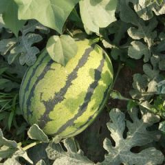 甜王西瓜惊心西瓜