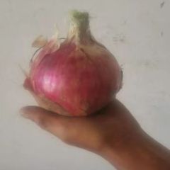 河南宁陵县二红洋葱大量上市
