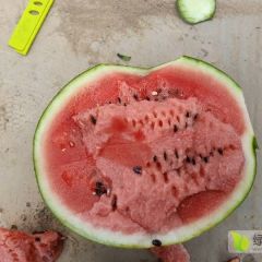 陕西甜王，金城五，大量供应