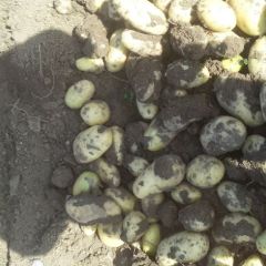 纯绿色无公害产品，荷兰土豆