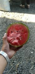 潍坊固堤精品手撕小西瓜