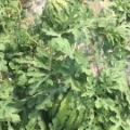 东台市农户自家种植美都8424上市了