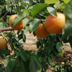 优质金太阳 凯特杏 基地