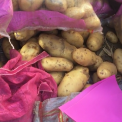 河南通许 荷兰十五土豆价格行情平稳