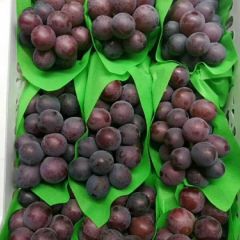 饶阳乒乓球葡萄大量成熟上市欢迎采购批发。