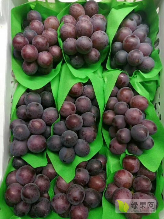 2019年河北饶阳乒乓球价格
