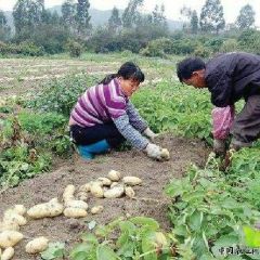 徐州丰县万亩土豆即将上市，专业代办