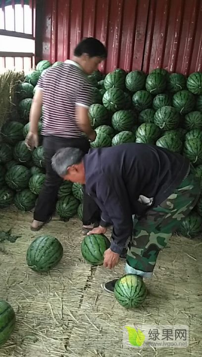 西瓜价格