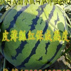 陕西花无籽西瓜基地美都西瓜产地批发价格