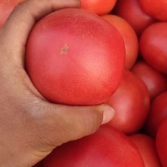 大量硬粉上市需要的联系我吧