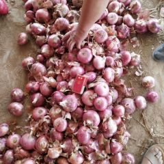 聊城洋葱☞刘立功