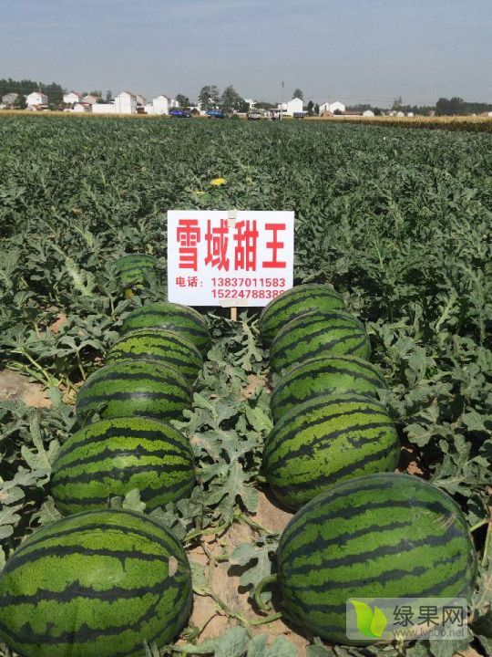 2019年河南睢阳甜王系列价格