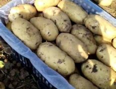凌海荷兰15荷兰7土豆，黄皮黄心薯形正芽眼浅、耐运输，表皮光滑不青头