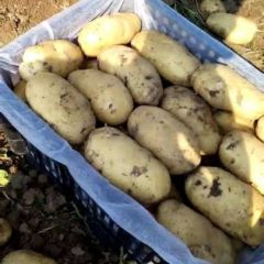 凌海荷兰15荷兰7土豆，黄皮黄心薯形正芽眼浅、耐运输，表皮光滑不青头