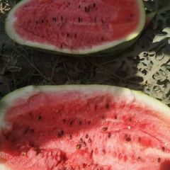 吐鲁番西瓜大量上市