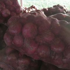 安丘红皮洋葱大量供应代发全国