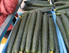 油亮密刺黄瓜价格下滑了，量大每天30万斤